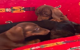 Miniature Dachshund dogs for sale: Miniature Dachshund  - Image 17