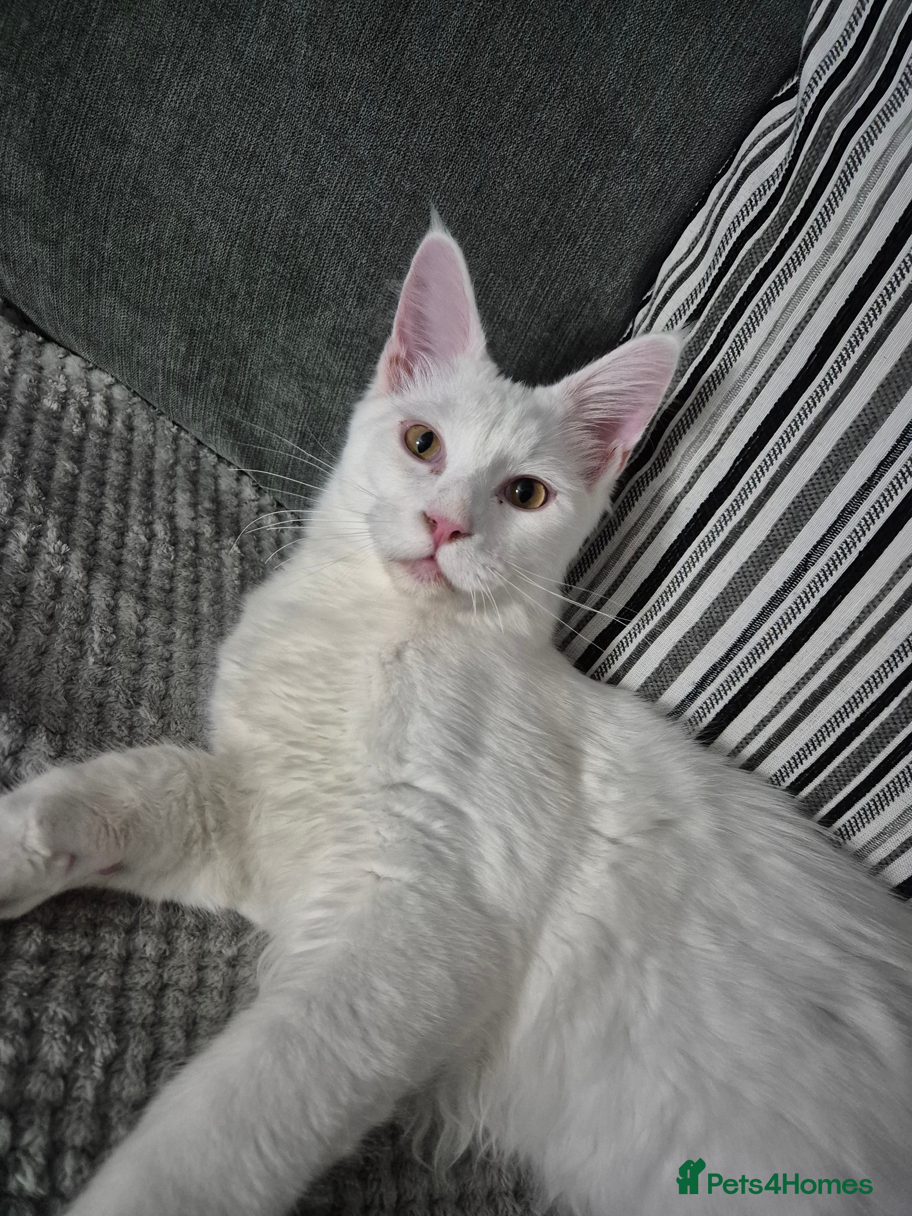 Maine Coon cats Male Maine Coon in Kidderminster - Advert 8