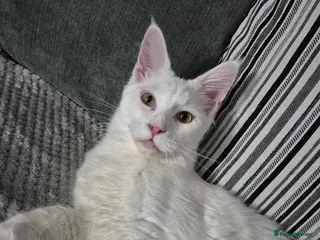 Maine Coon cats Male Maine Coon in Kidderminster - Advert 8