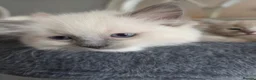 Ragdoll cats for sale: Ragdoll kittens in Perth - Advert 10