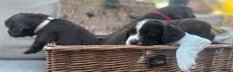 Sprocker dogs for sale: Chocolate and white Sprocker Puppies - Advert 13