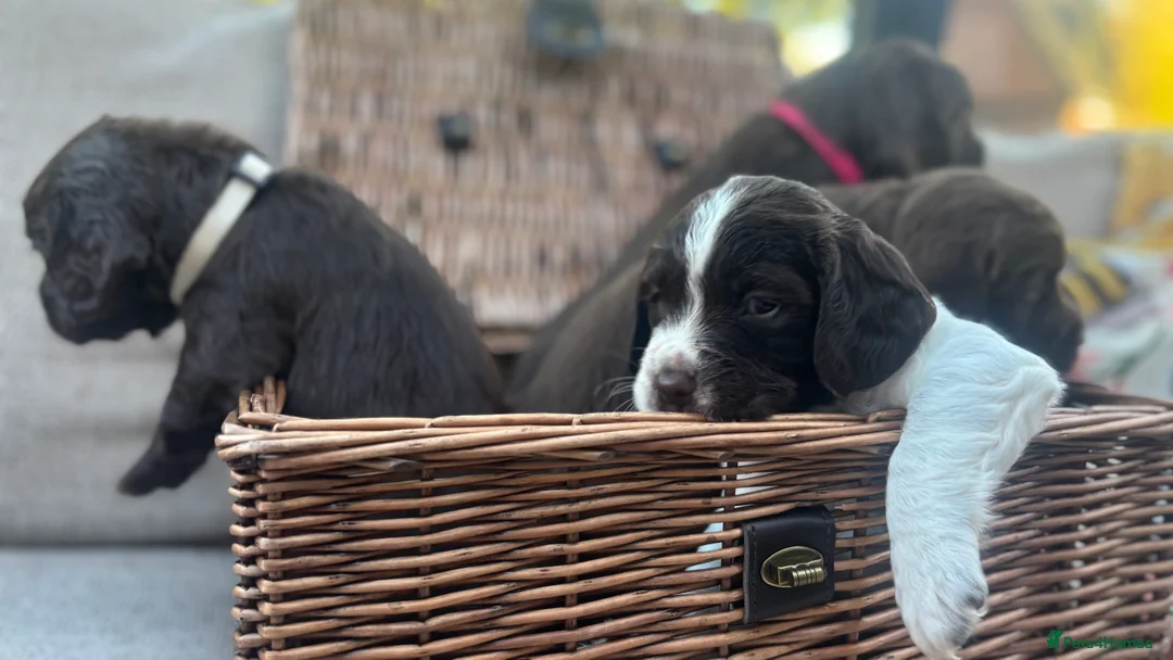 Sprocker dogs for sale: Chocolate and white Sprocker Puppies - Advert 13