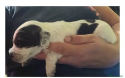 Sprocker dogs for sale: Sprocker Puppies - Image 12