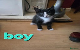 Domestic Shorthair cats for sale: Kittens - Image 2