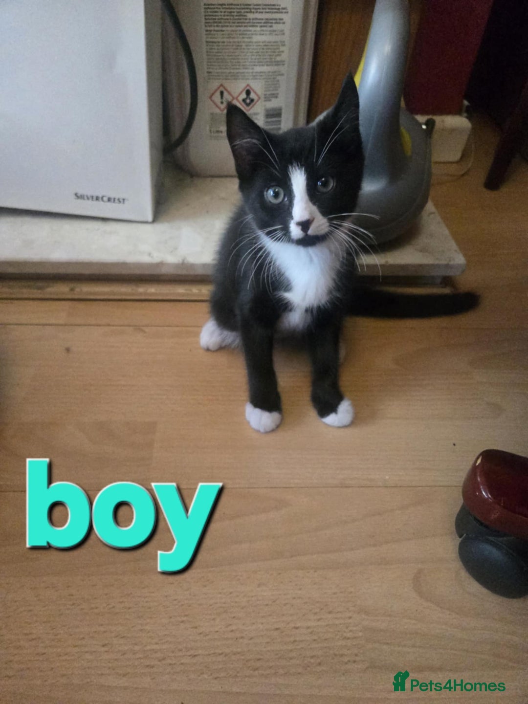 Domestic Shorthair cats for sale: Kittens - Image 2
