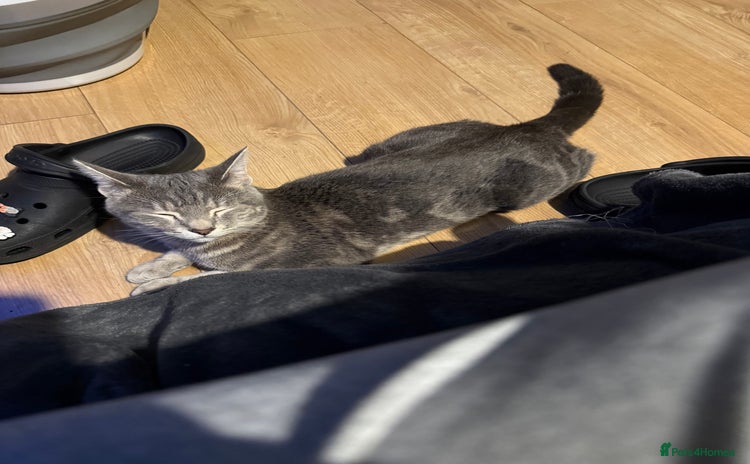Russian Blue cats - Advert 1