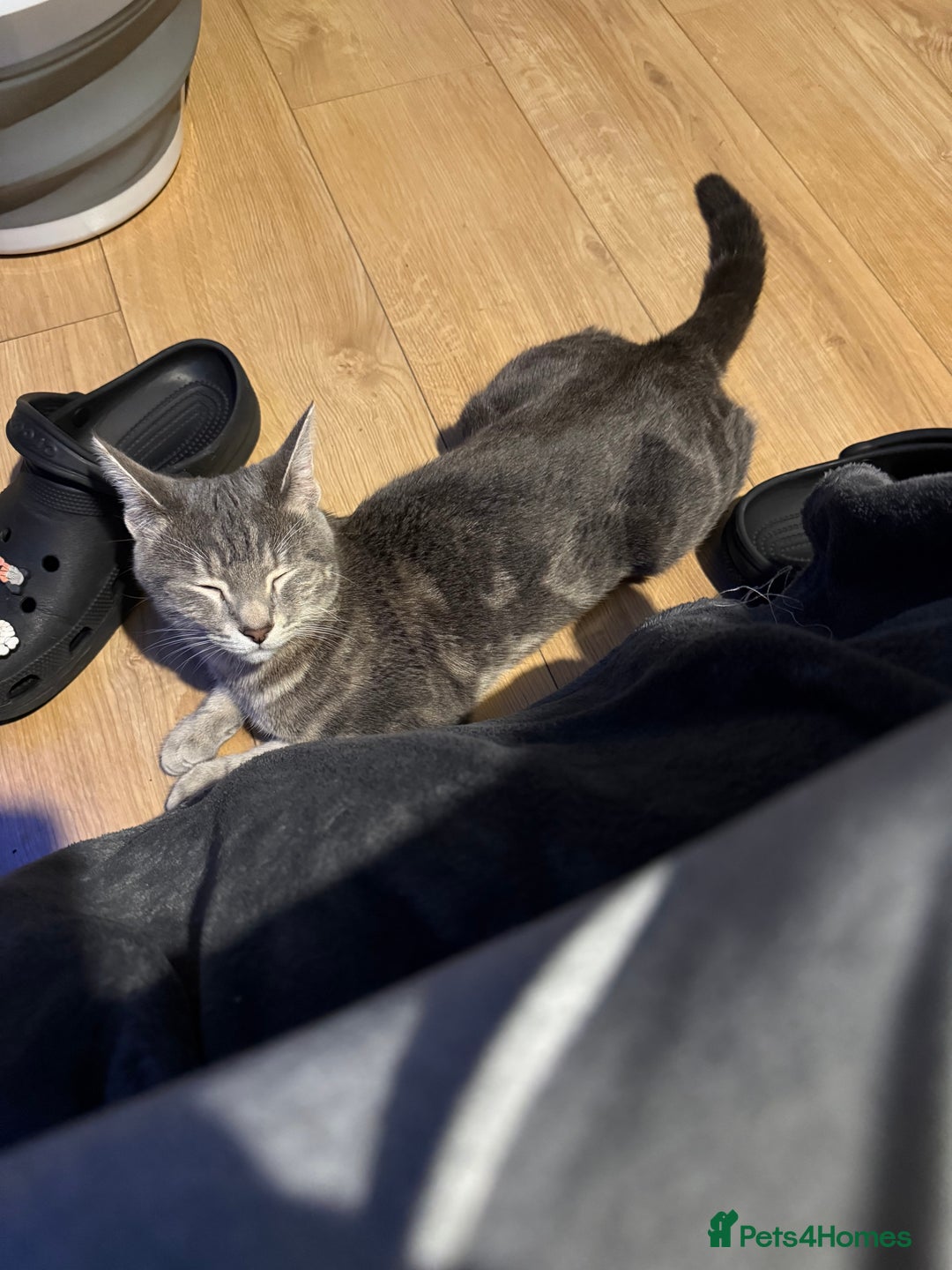 Russian Blue cats for sale: Gentle Russian Blue Mix – The Sweetest Boy Ever - Image 1