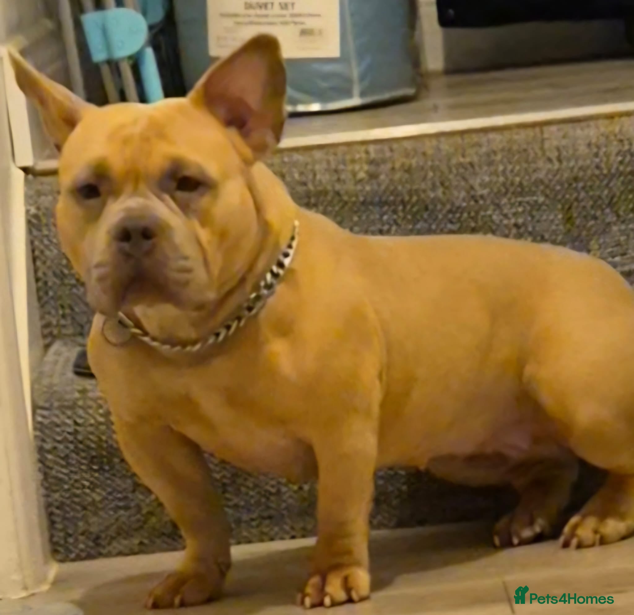 American Bully dogs for sale: American Bully Puppies - Advert 1