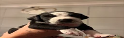 Mixed Breed dogs for sale: Stunning litter of Dalmatian Boxer mix - Advert 9