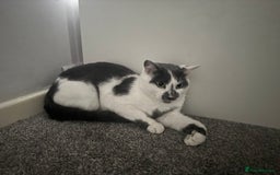 American Shorthair cats for sale: Stitch looking for a new home! - Advert 3