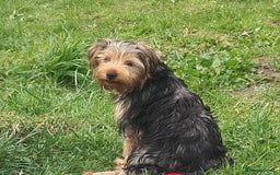 Yorkshire Terrier dogs for sale: Beautiful natured Yorkshire Terrier - Image 7