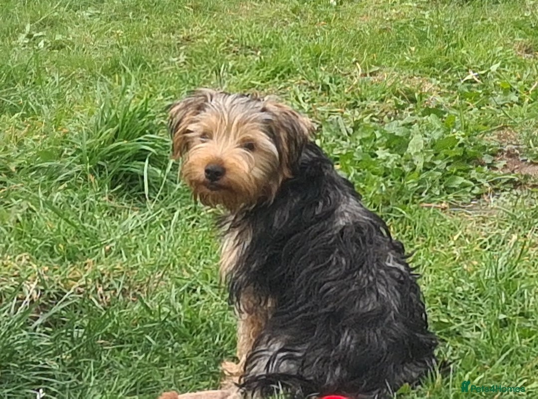 Yorkshire Terrier dogs for sale: Beautiful natured Yorkshire Terrier - Image 7
