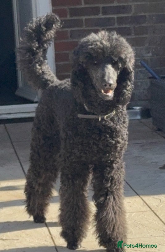 Standard Poodle dogs Wonderful standard poodle pup’s - Advert 8