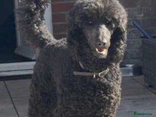 Standard Poodle dogs Wonderful standard poodle pup’s - Advert 2