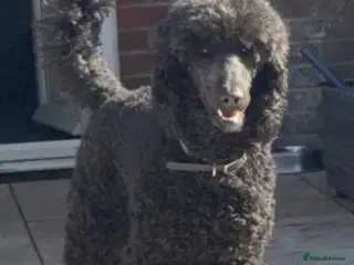 Standard Poodle dogs Wonderful standard poodle pup’s - Advert 8