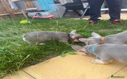 French Bulldog dogs for sale: French Bulldog Puppies - Image 13