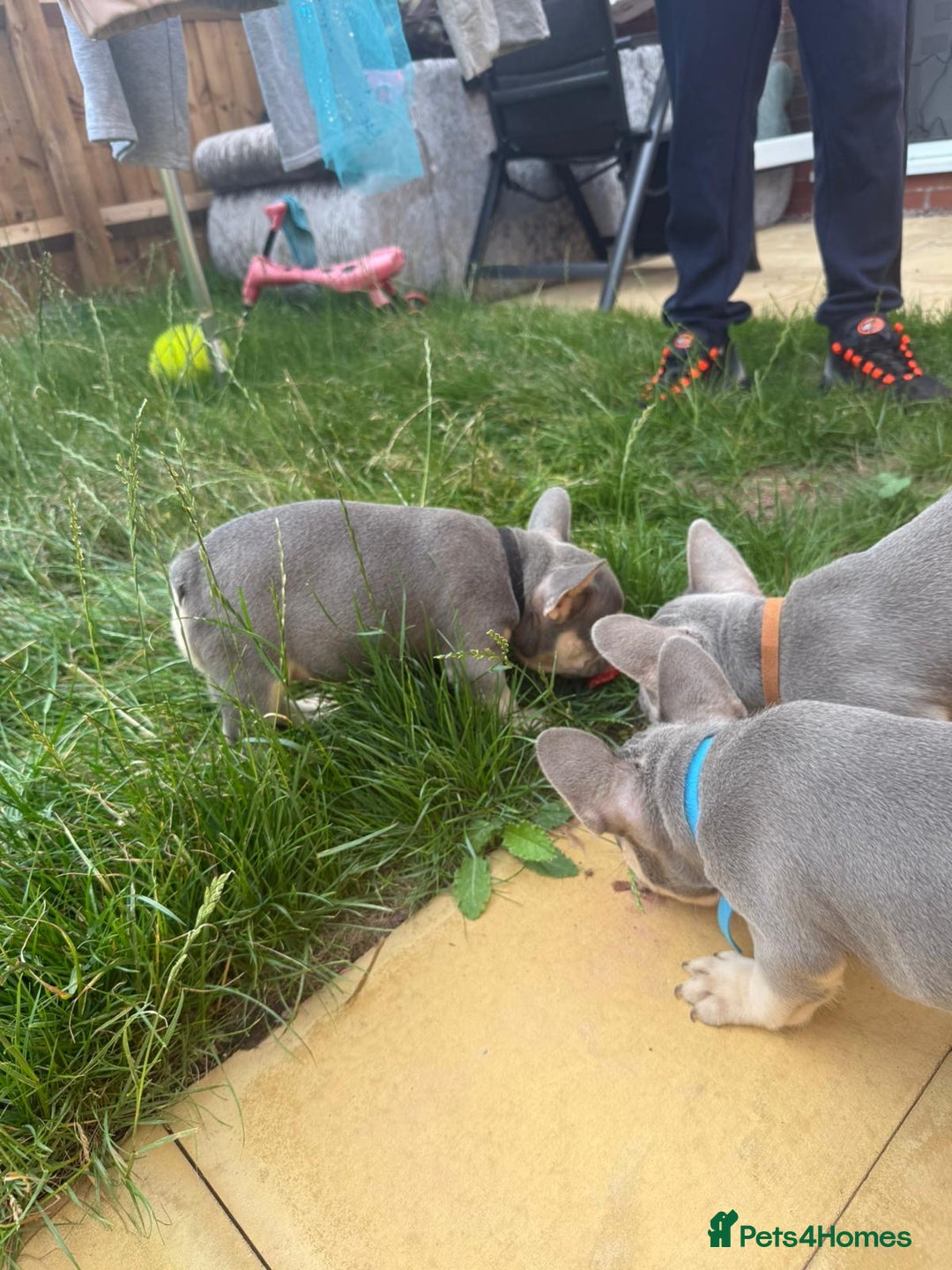 French Bulldog dogs for sale: French Bulldog Puppies - Image 13