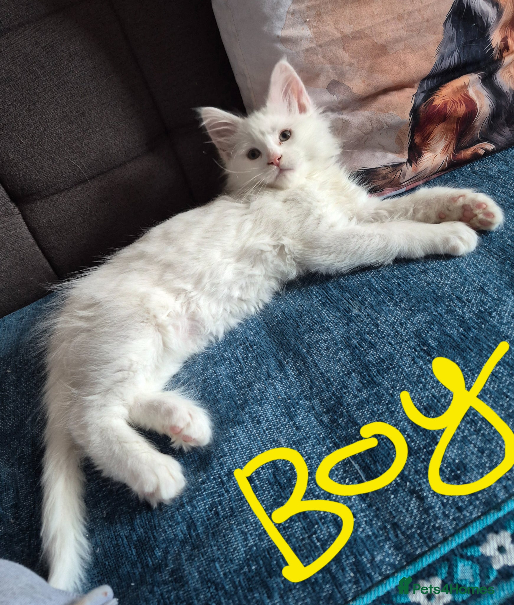 Maine Coon cats White Maine Coon Kittens  - Advert 15
