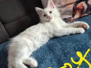 Maine Coon cats White Maine Coon Kittens - Advert 1