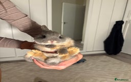 Netherland Dwarf rabbits for sale: Milo Netherlands dwarf bunny - Image 3