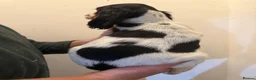 Cocker Spaniel dogs for sale: Cocker spaniel puppies Ready to leave now! in Preston - Advert 9