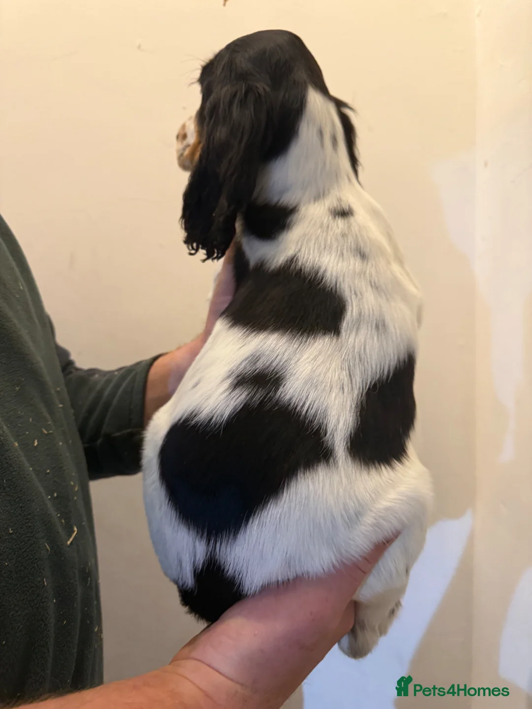 Cocker Spaniel dogs for sale: Cocker spaniel puppies Ready to leave now! in Preston - Advert 9