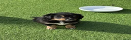 Mixed Breed dogs for sale: Beautiful puppies  in Tranent - Advert 8