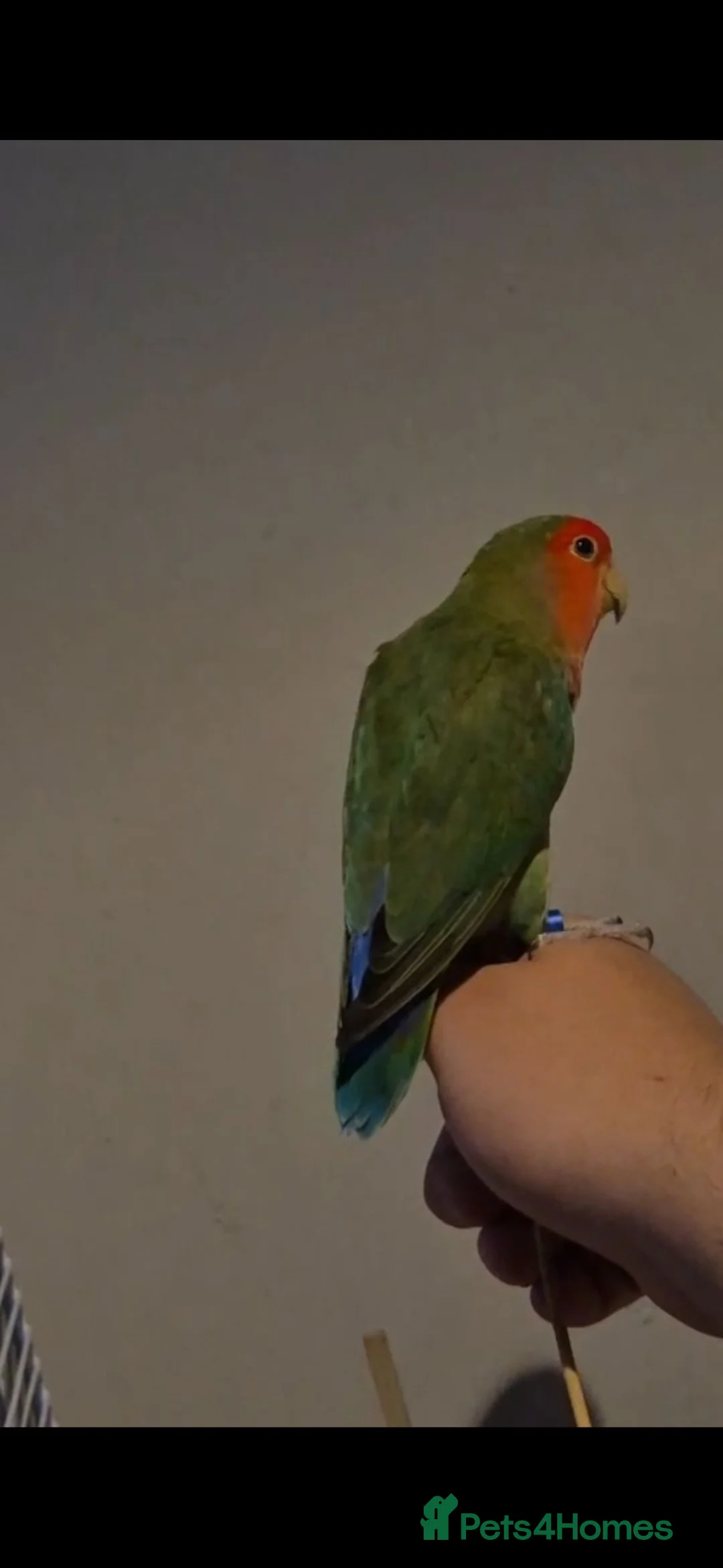 Lovebirds birds for sale: Male lovebird peach faced in Oldham - Advert 2