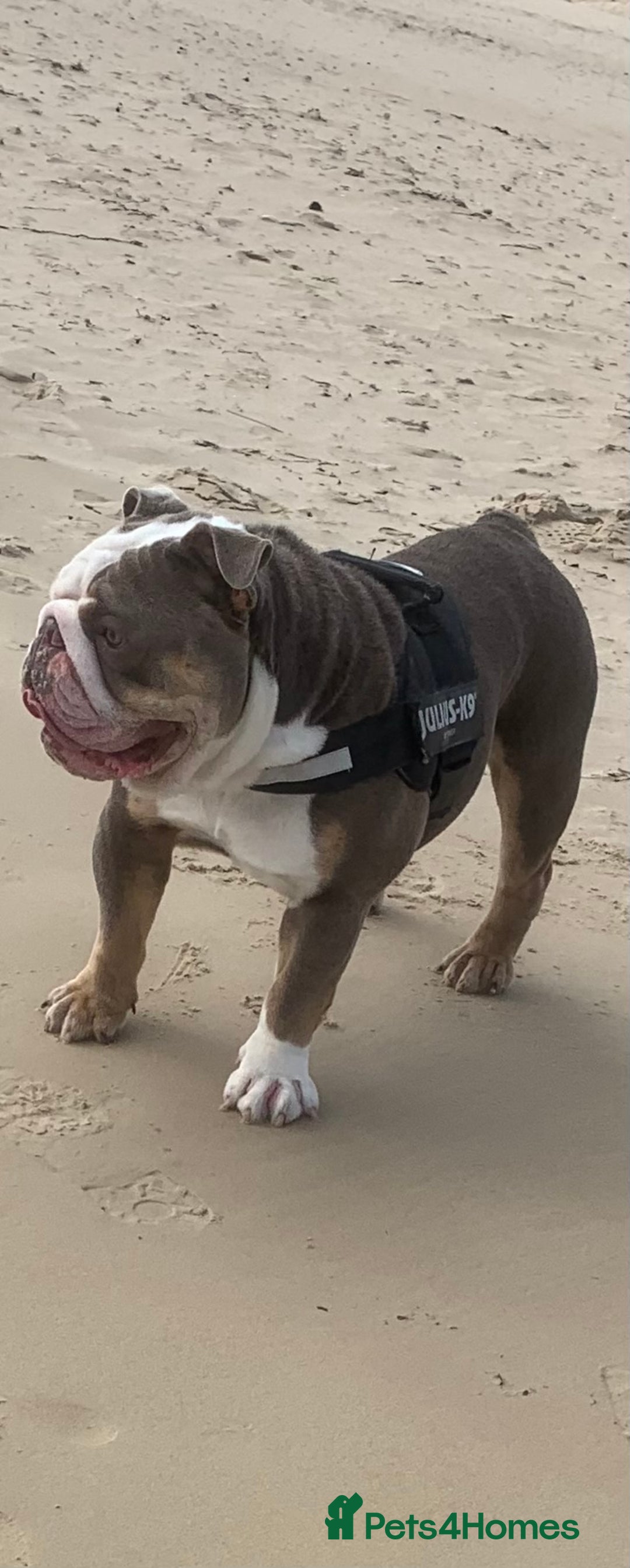 English Bulldog dogs for sale: Ronnie - Image 2