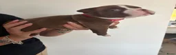 American Bully dogs for sale: Pocket bully - Advert 4