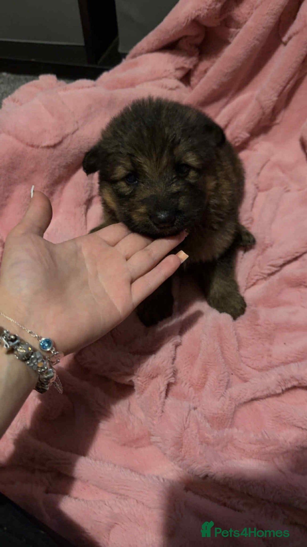 German Shepherd dogs for sale: Three beautiful kc german shepherd pups - Image 2