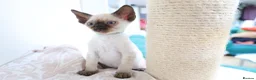 Devon Rex cats for sale: Devon rex kittens neutered  included in the price - Advert 17