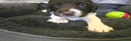 English Springer Spaniel dogs for sale: 💫Beautiful🐾KC💛 English Springer Spaniel Puppies - Advert 17