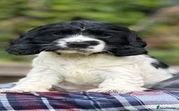 Cocker Spaniel dogs for sale: Beautiful Show Cocker Babies - Image 9