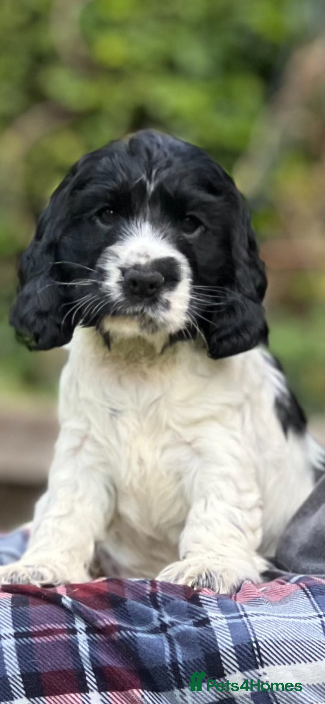 Cocker Spaniel dogs for sale: Beautiful Show Cocker Babies - Image 9