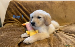 Golden Retriever dogs for sale: KC Registered Golden Retriver Puppies - Image 5