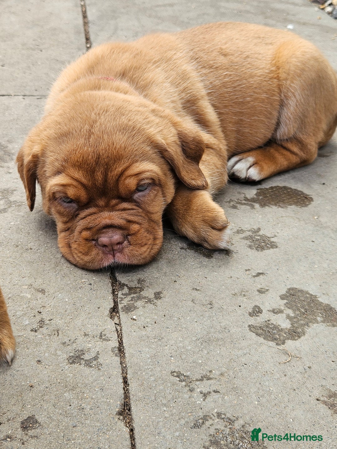 Dogue De Bordeaux dogs for sale: Dogue de bordeaux pups  - Image 17
