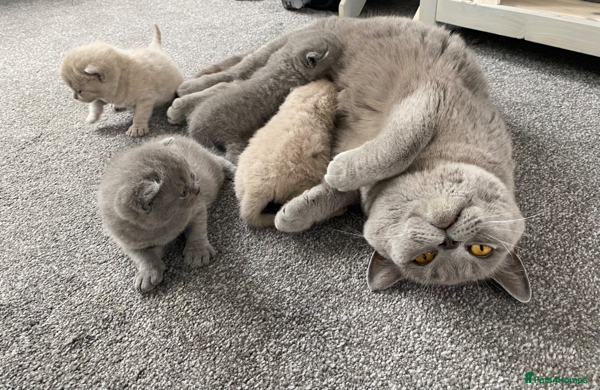 British Shorthair cats ✨ Beautiful Kittens – Ready for New Homes! - Advert 1