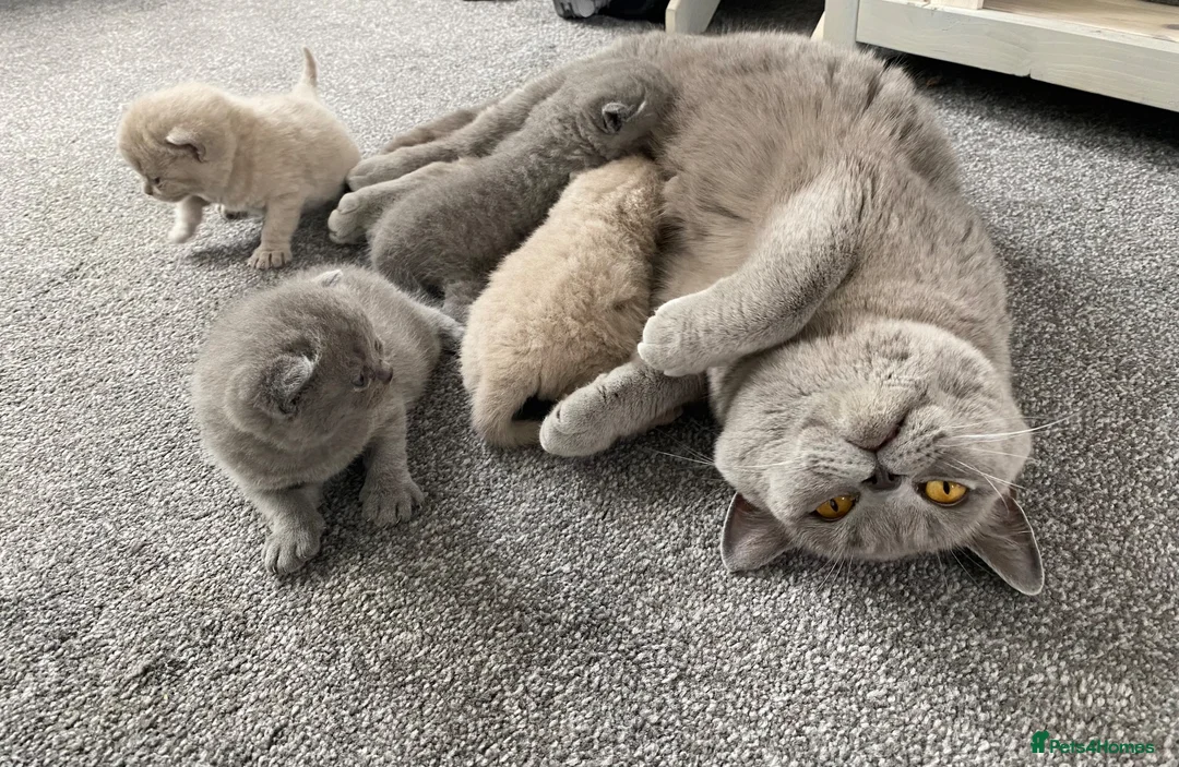 British Shorthair cats for sale: ✨ Beautiful Kittens – Ready for New Homes! - Advert 1