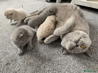 British Shorthair cats ✨ Beautiful Kittens – Ready for New Homes! - Advert 3