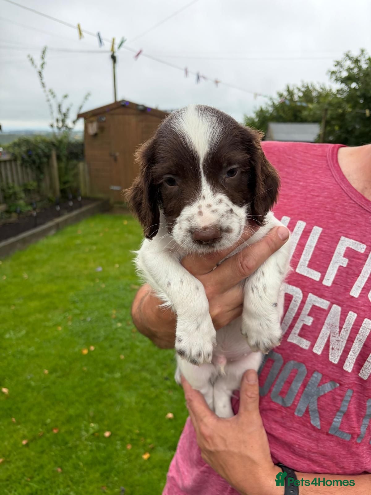 English Springer Spaniel dogs KC Registered English Springer Spaniel  - Advert 2