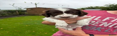 English Springer Spaniel 1