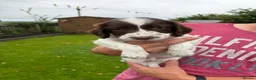 English Springer Spaniel dogs for sale: KC Registered English Springer Spaniel  - Advert 2
