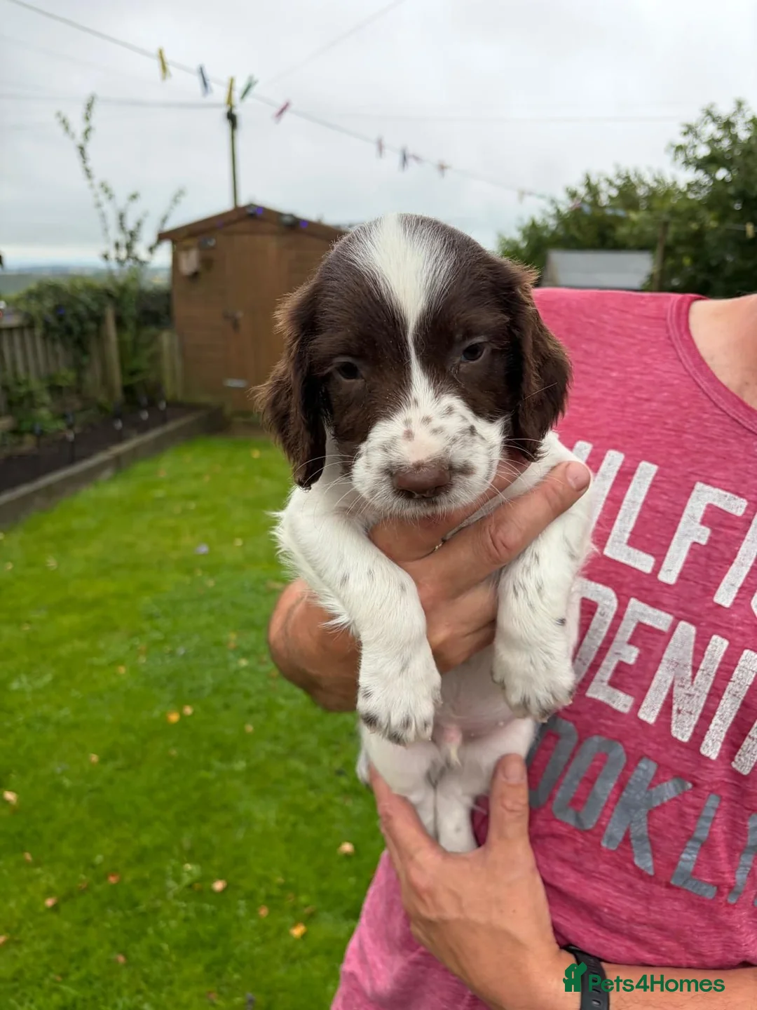 English Springer Spaniel dogs for sale: KC Registered English Springer Spaniel  - Advert 2