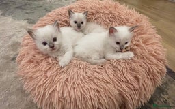 Ragdoll cats for sale: Rag doll kittens  - Image 12