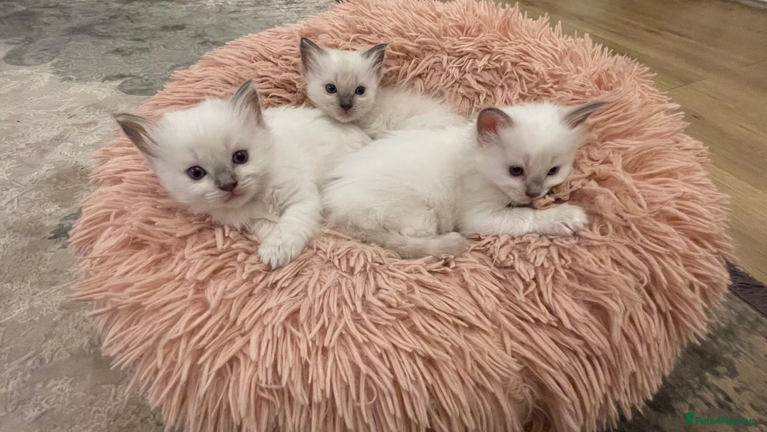 Ragdoll cats for sale: Rag doll kittens  - Image 12