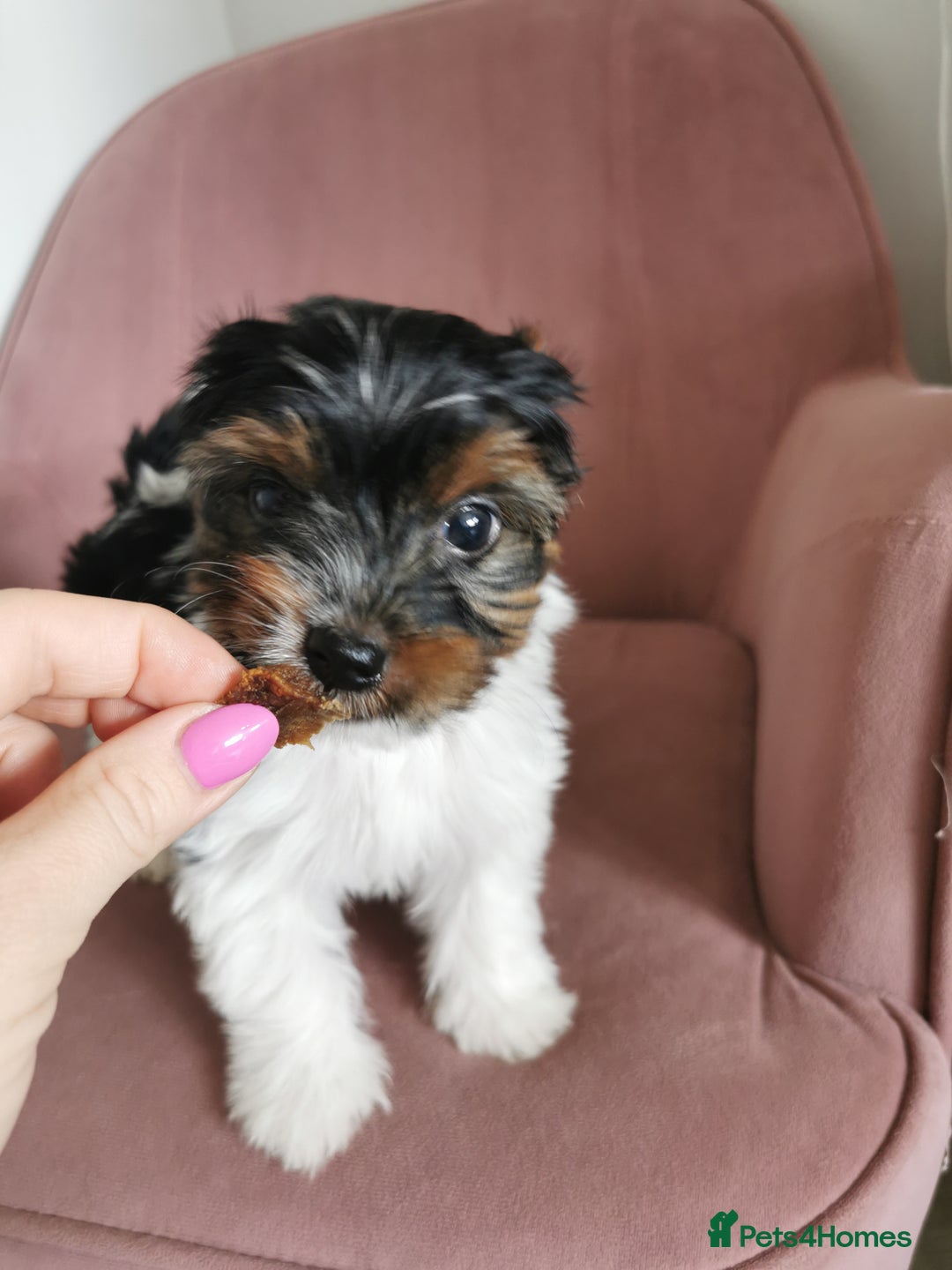 Yorkshire Terrier dogs for sale: Biewer Yorkshire Terrier🐶 Two Boys🧬PURE BLOOD in Hull - Image 26