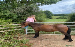 Dartmoor horses for sale: Edie  - Image 7