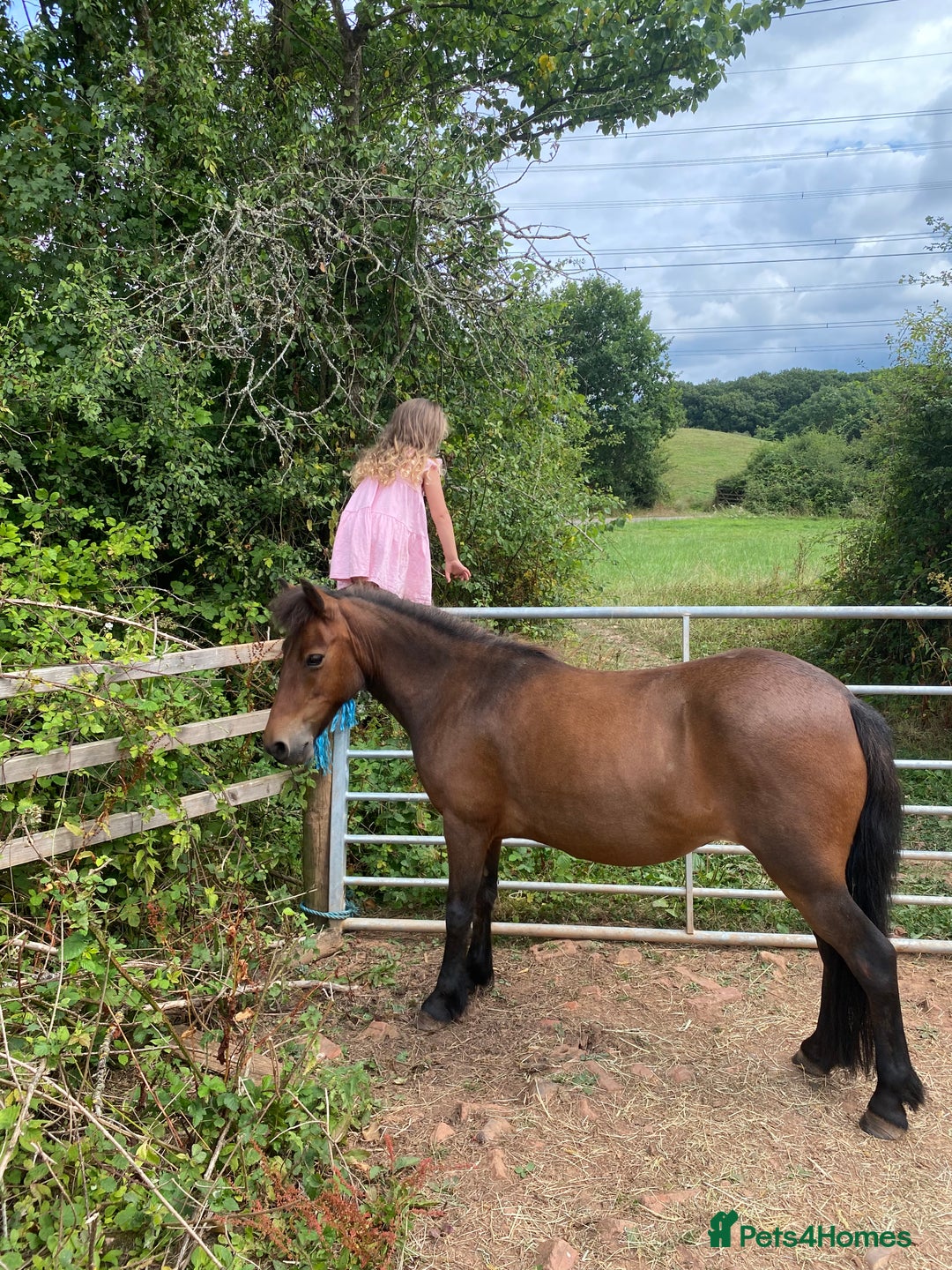Dartmoor horses for sale: Edie  - Image 7