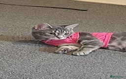 Domestic Shorthair cats for sale: 2 gorgeous kittens for sale - Image 4